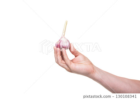 garlic bulb in hand isolated on white background garlic bulb in hand isolated on white background 130108341
