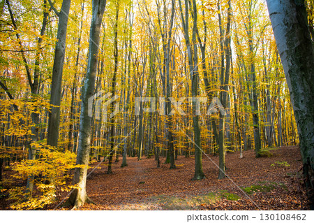 fall season weather. empty deep sunny forest with leaves. autumn nature. 130108462