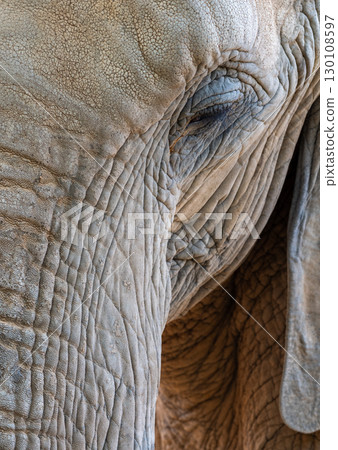 Detailed close up revealing elephants' weathered skin, textured patterns, and soulful eye highlighting majestic animal's expressive features 130108597
