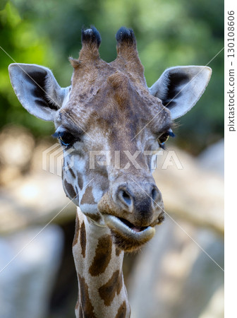Close up view of a giraffe chewing while displaying its long tongue, set against a softly blurred background, capturing the essence of wildlife Close up view of a giraffe chewing while displaying its long tongue, set against a softly blurred background, capturing the essence of wildlife 130108606