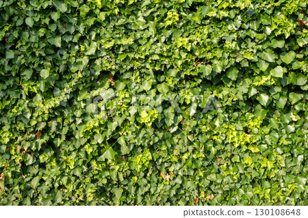 Verdant ivy climbing densely over weathered stone wall, creating textured green backdrop of interwoven leaves 130108648