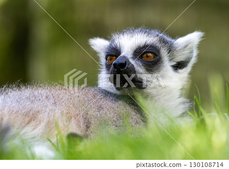 Close up of a ring tailed lemur lying on vibrant green grass, its gaze directed towards the side, capturing a moment of tranquility in nature 130108714