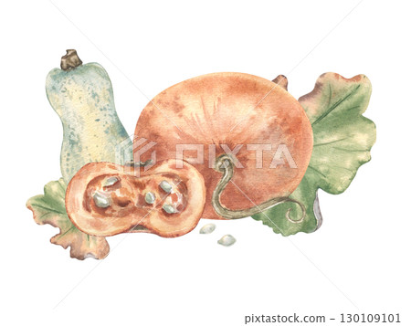 Watercolor illustration of orange pumpkin, elongated light green squash, pumpkin half and leaves isolated. Soft pastel autumn sketches in muted tones hand painted. Gentle watercolor fall drawing. Watercolor illustration of orange pumpkin, elongated light green squash, pumpkin half and leaves isolated. Soft pastel autumn sketches in muted tones hand painted. Gentle watercolor fall drawing. 130109101
