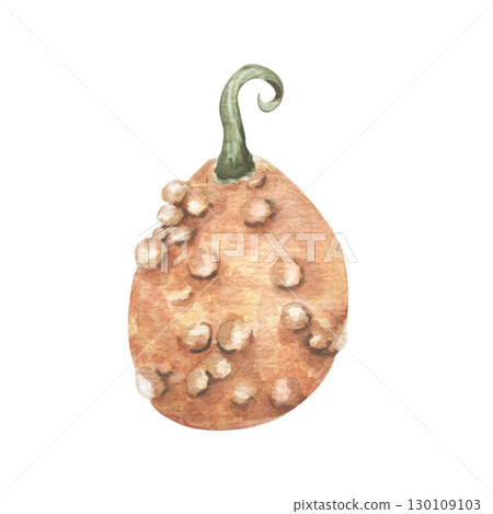 Bumpy pumpkin watercolor illustration isolated. Autumn botanical sketch gourd in warm orange tones hand painted. Fall harvest element of vegetable for seasonal packaging, labels, Thanksgiving design. 130109103