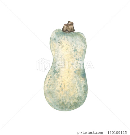 Elongated squash watercolor illustration isolated on white. Realistic botanical sketch pumpkin hand painted in soft green tones. Autumn harvest vegetable for seasonal packaging, farm labels. Elongated squash watercolor illustration isolated on white. Realistic botanical sketch pumpkin hand painted in soft green tones. Autumn harvest vegetable for seasonal packaging, farm labels. 130109115