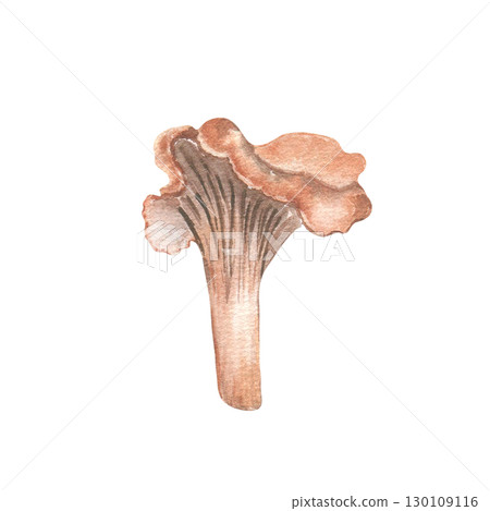 Watercolor chanterelle illustration isolated on white. Soft pastel mushroom in muted earth tones hand painted. Rustic autumn botanical art for seasonal packaging, Thanksgiving menus, cozy fall decor. Watercolor chanterelle illustration isolated on white. Soft pastel mushroom in muted earth tones hand painted. Rustic autumn botanical art for seasonal packaging, Thanksgiving menus, cozy fall decor. 130109116