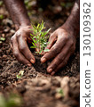 Hands carefully planting a small green plant in dark, rich soil. 130109362