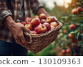 A person holding a wicker basket full of freshly picked red apples in an orchard. 130109363