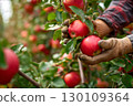 Closeup of hands wearing gloves are picking red apples from a tree branch. 130109364