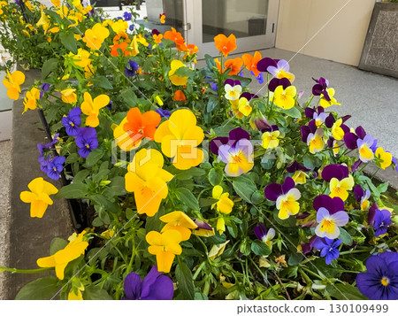 Yellow and purple pansies growing together in bright sunlight. Vibrant colors, harmony, and cheerful energy in natural floral composition. 130109499