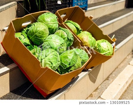 Cardboard boxes full of green cabbage on outdoor stairs. Concept of fresh produce, organic agriculture and local street market. Cardboard boxes full of green cabbage on outdoor stairs. Concept of fresh produce, organic agriculture and local street market. 130109525