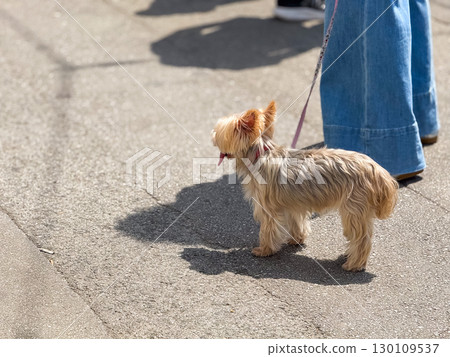A small dog standing on the street with a leash. Symbol of companionship, everyday routine and urban lifestyle. 130109537