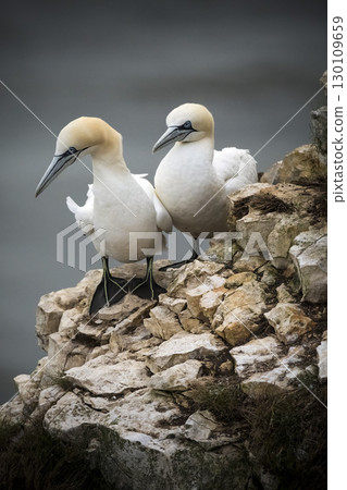 Pair of Northern Gannets on rocky outcrop at Bempton cliffs Pair of Northern Gannets on rocky outcrop at Bempton cliffs 130109659
