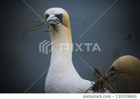Northern Gannet with plant material in its beak 130109660