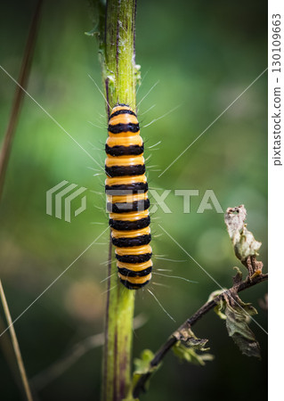 Cinnabar moth clinging to thick stem in chalk grasslands 130109663