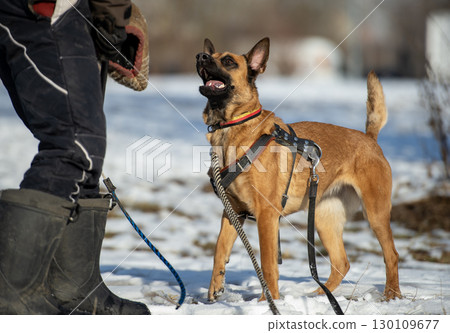 Bite work of a young belgian shepherd malinois dog Bite work of a young belgian shepherd malinois dog 130109677