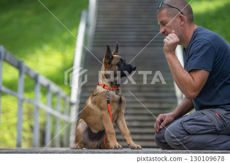 Focused Training Moment Between a Man and His Attentive Belgian Malinois Puppy Outdoors Focused Training Moment Between a Man and His Attentive Belgian Malinois Puppy Outdoors 130109678