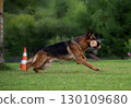 Energetic German Shepherd Running with a Wooden Dumbbell 130109680