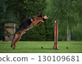 Agile German Shepherd Jumping with a Dumbbell 130109681
