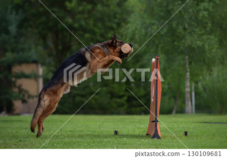 Agile German Shepherd Jumping with a Dumbbell 130109681