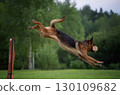 Agile German Shepherd Jumping with a Dumbbell 130109682