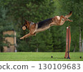 A show-line German Shepherd is jumping over a barrier with a dumbbell in its mouth 130109683