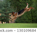 A male show-bred German Shepherd with a wooden retrieving dumbbell in his mouth is performing a jump over an obstacle. 130109684