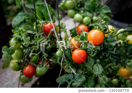Cherry Tomatoes Ripening in Organic Garden During Summer Harvest Season Cherry Tomatoes Ripening in Organic Garden During Summer Harvest Season 130109779