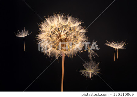 dandelion seeds fly from a flower on a dark blue background. botany and bloom growth propagation. dandelion seeds fly from a flower on a dark blue background. botany and bloom growth propagation. 130110069