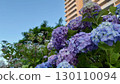 Blue-purple hydrangeas blooming in a quiet city park early in the morning Blue-purple hydrangeas blooming in a quiet city park early in the morning 130110094