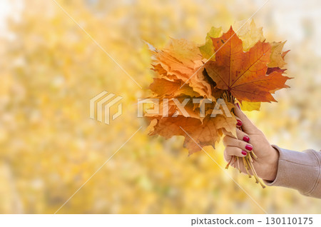 yellow leaves bouquet in the hand of a girl against the background of autumn  130110175