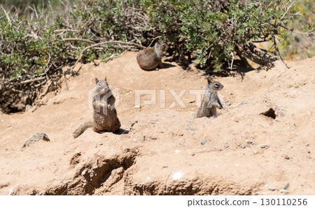 Wild ground squirrels rodents marmotini animals in natural habitat 130110256
