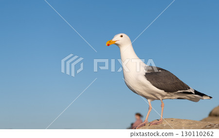 Seagull bird with white head and dark grey wings plumage standing on rock sky background, copy space 130110262