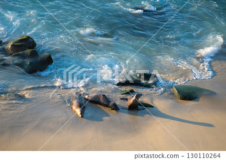 Pinniped seals marine mammal animals resting on sea beach 130110264