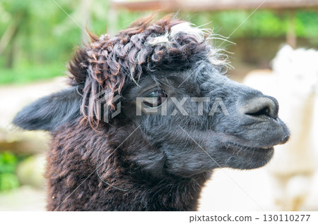 Muzzle of black lama glama lamoid animal outdoors 130110277