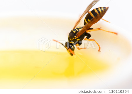 Natural sweetener. Honey producing. Natural honey and bee close up. Bee or wasp on cup of honey white background. Sweet natural nectar. Healthy food and lifestyle concept. Natural and organic product 130110294