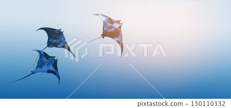 Three manta rays gracefully swimming in gradient blue waters. Dreamy minimalist sumi-e painting. 130110332