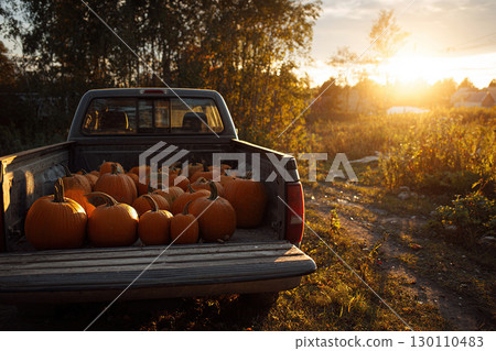 A truck loaded with pumpkins drives down a country road at sunset in autumn. Pumpkin harvest in truck. 130110483