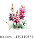 flower, lupine, watercolor 130110671