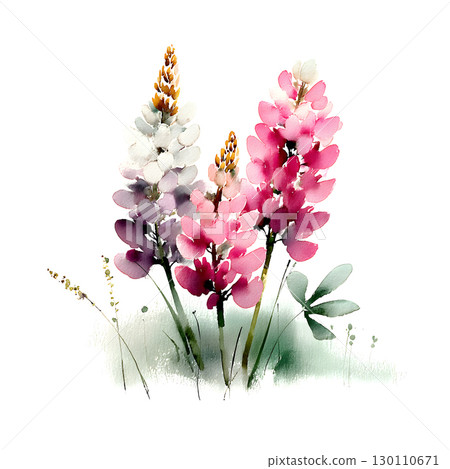 flower, lupine, watercolor 130110671