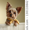 A cute Yorkshire Terrier puppy peeks out from behind a fence 130110842