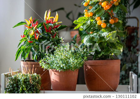 Homegrown of cherry yellow tomato, red hot pepper chili in clay pot growing at home, closeup 130111102