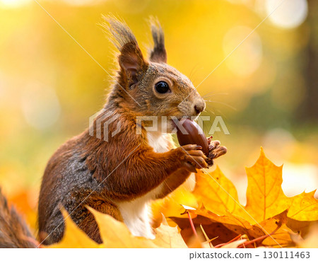 Squirrel with acorn 130111463