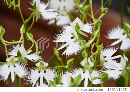 White Egret Flower 130111465
