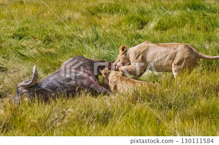 A group of lions eating prey 130111584