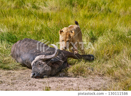 Lion holding down buffalo prey Lion holding down buffalo prey 130111586