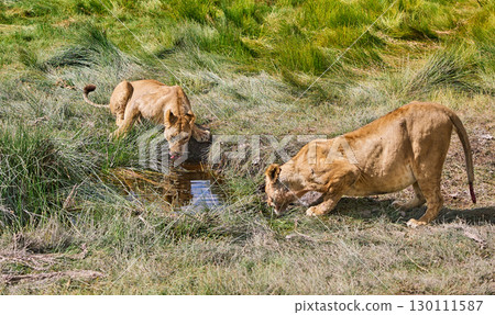 Lions drinking from a stream in Amboseli Lions drinking from a stream in Amboseli 130111587