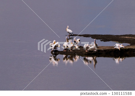 A flock of pelicans on a lake 130111588