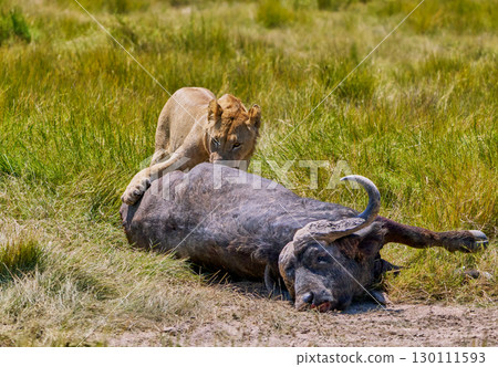 獅子咬水牛 130111593