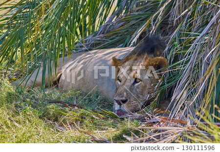 Portrait of a male lion resting in the shade 130111596